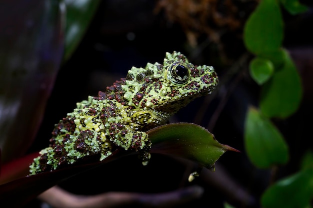 Theloderma corticale na liściach