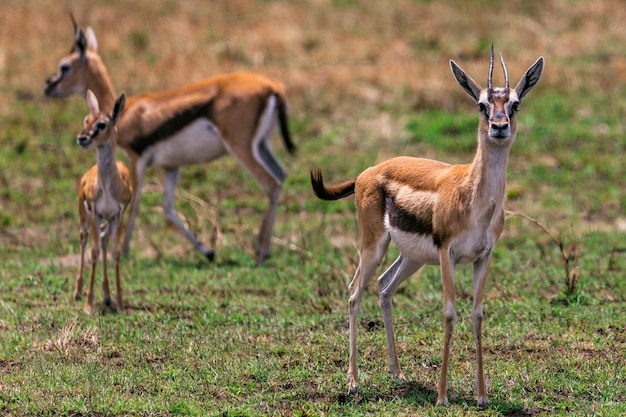 Thomsons Gazell Dzikie zwierzęta Ssaków Savanna Grassland Maasai Mara National Game Reserve Park N