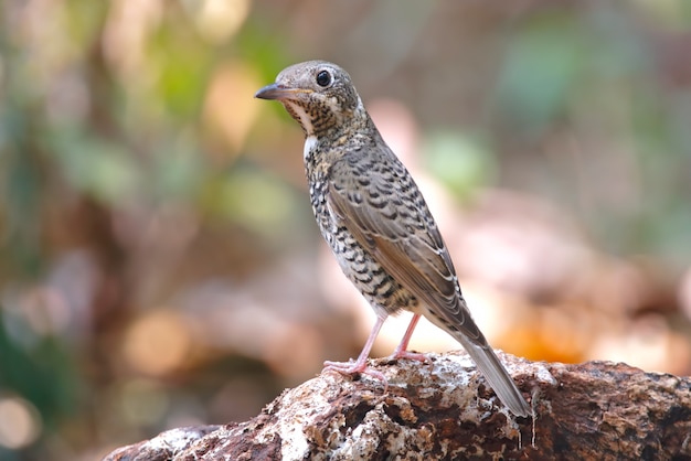 Throated Rock Thrush Monticola Gularis Piękne Kobiece Ptaki Z Tajlandii