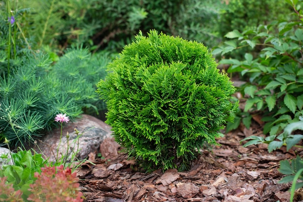 Thuja occidentalis danica aurea odmiana w kwietniku ogrodowym z ozdobnym krajobrazem ściółka z kory sosny