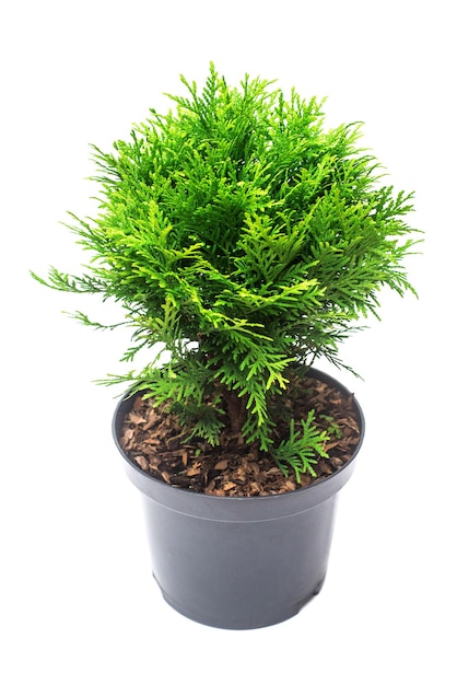 Thuja occidentalis danica na białym tle. Drzewa iglaste