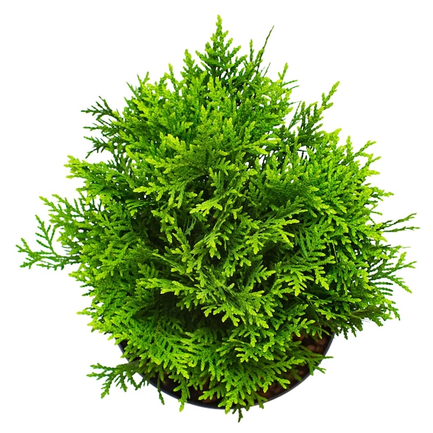 Thuja occidentalis danica na białym tle. Drzewa iglaste