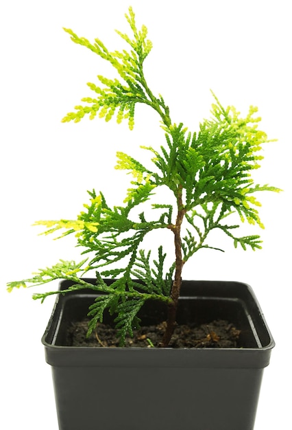 Thuja occidentalis Mirjam na białym tle. Drzewa iglaste