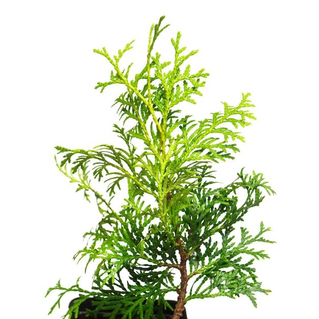 Thuja occidentalis Wagneri w doniczce na białym tle