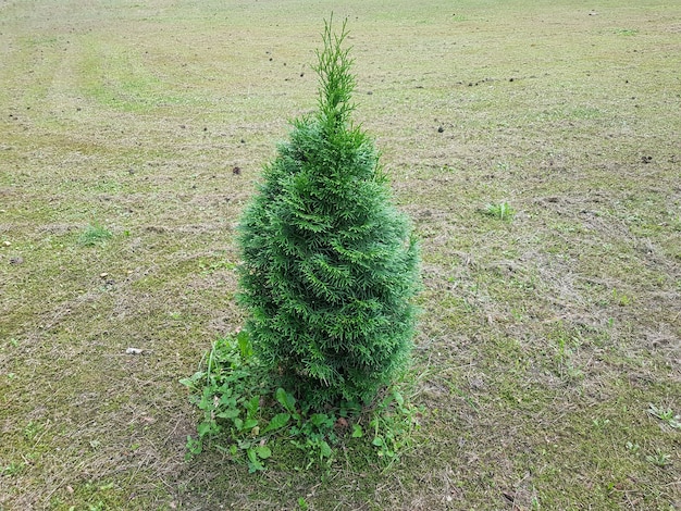 Thuja To Rodzaj Roślin Iglastych Nagozalążkowych Z Rodziny Cyprysów Cupressaceae