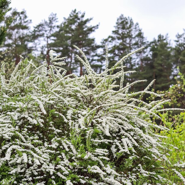 Thunberg Spirea Krzew W Kwiecie Tło Białych Kwiatów Koncepcja Ogrodnictwa