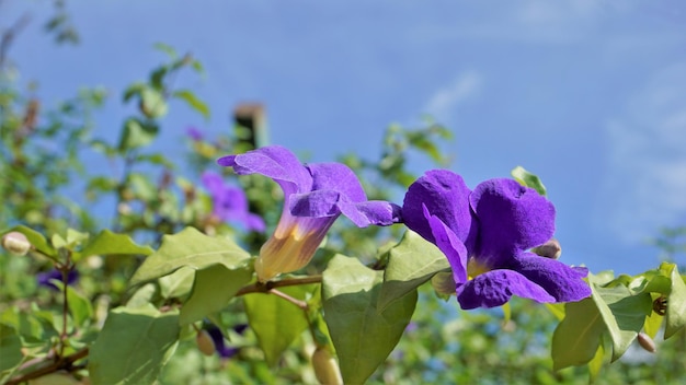 Thunbergia erecta znana również jako Bush clockvine Kings płaszcz Fioletowy dzwon itp