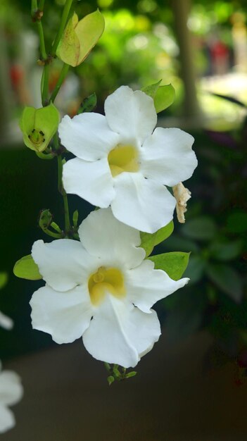 Thunbergia grandiflora to wieloletnia wiecznie zielona winorośl bengalska trąbka bengalska skyflower