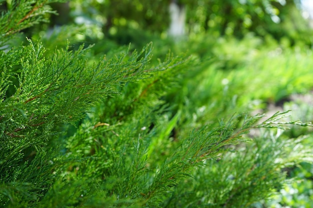 Thuya twig occidentalis wiecznie zielone drzewo iglaste zbliżenie