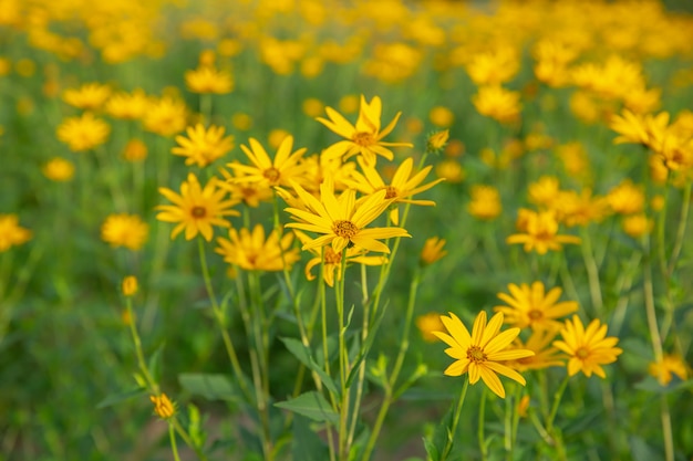 Thymophyllia, żółci kwiaty, naturalny lata tło, zamazany wizerunek, selekcyjna ostrość