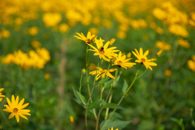 Thymophyllia, żółci kwiaty, naturalny lata tło, zamazany wizerunek, selekcyjna ostrość