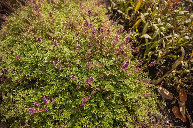 Thymus vulgaris znany jako tymianek pospolity kwitnący w ogrodzie ziół