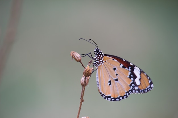 Tiger Butterfly Na Rośliny Kwiatowe