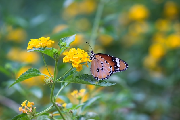 Tiger Butterfly na rośliny kwiatowe