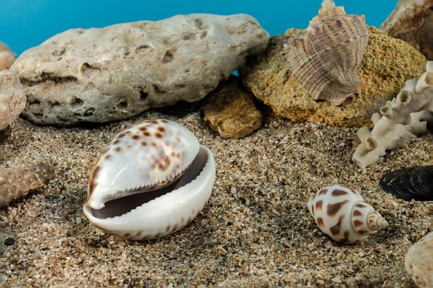 Zdjęcie tiger cowrie shell na piasku pod wodą