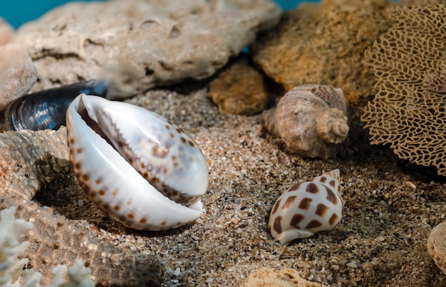 Zdjęcie tiger cowrie shell na piasku pod wodą