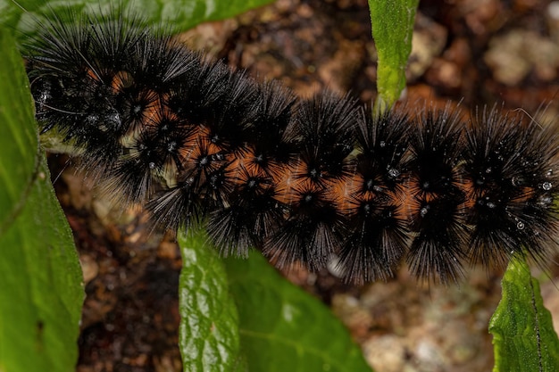 Tiger Moth Caterpillar z plemienia Arctiini