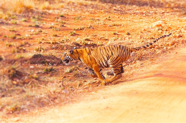 Tiger Run