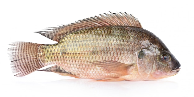 Tilapia Ryba Odizolowywająca Na Bielu