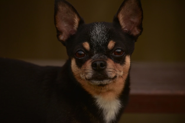 Tiny mały czarno-podpalany i biały Chihuahua pozowanie. czarny chihuahua. Zwierzak. portret psa