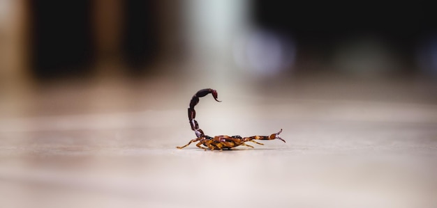 Tityus bahiensis znany również jako czarny skorpion to gatunek skorpiona ze wschodniej i środkowej Brazylii Mierzy 6 cm długości ma bardzo ciemne zabarwienie i brązowe łapy