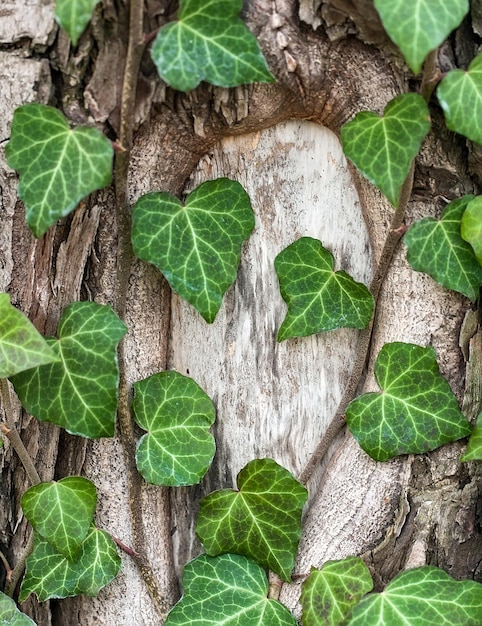 Tkający Bluszcz Na Korze Starego Drzewa. Naturalna Tekstura, Tło, Zbliżenie.