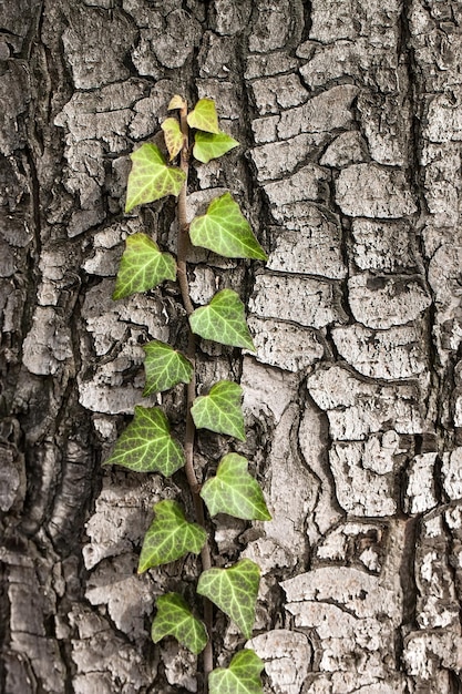 Tkający Bluszcz Na Korze Starego Drzewa. Naturalna Tekstura, Tło, Zbliżenie.