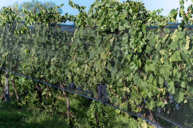 Tkanina przeciwgradowa pokrywająca winnicę Malbec w Mendoza w Argentynie