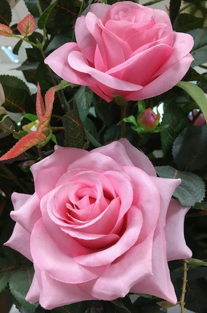 Tkanina różowa róża.