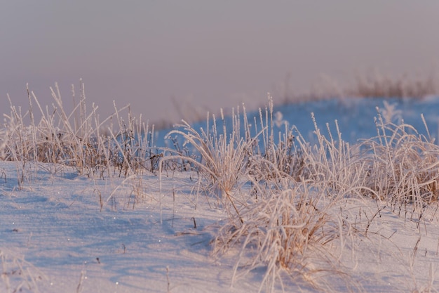 Tle natura z frosez trawy w zimie pole pokryte śniegiem. Krajobraz poranny, selektywne ogniskowanie/