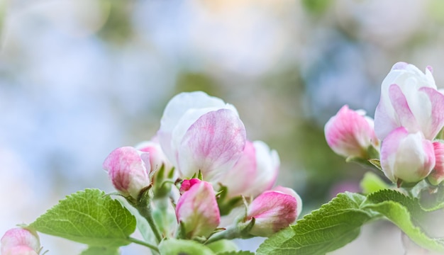 Tło białych różowych kwiatów jabłoni z zielonymi liśćmi w wiosennym ogrodzie