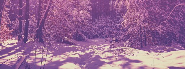 Tło Bożego Narodzenia Las zimowy pokryty śniegiem w słoneczny dzień Las sosnowy zimą