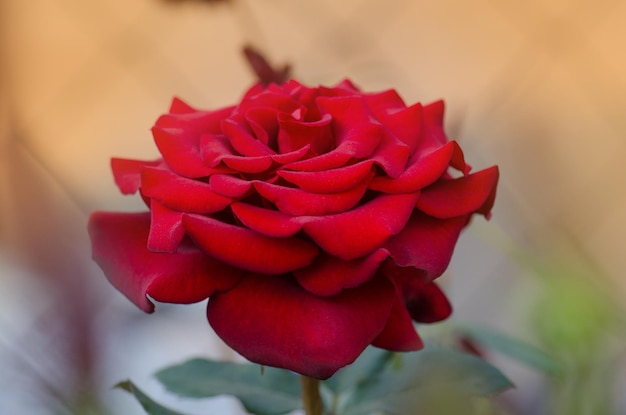 Tło czerwonej róży Czerwone róże na krzaku w ogrodzie Czerwona róża kwiat Czerwona róża Pride of England