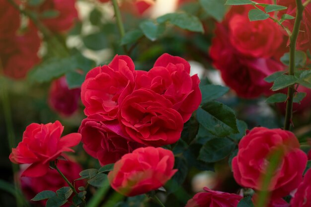Tło czerwonej róży Czerwone róże na krzaku w ogrodzie Czerwona róża kwiat Czerwona róża Szkarłatna