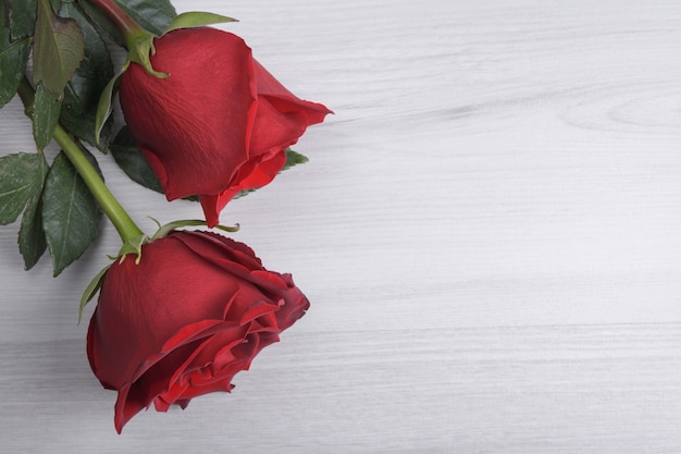 Tło dla karty z pozdrowieniami Walentynki. Koncepcja Walentynki. Czerwona, piękna kwitnąca róża. Ścieśniać.