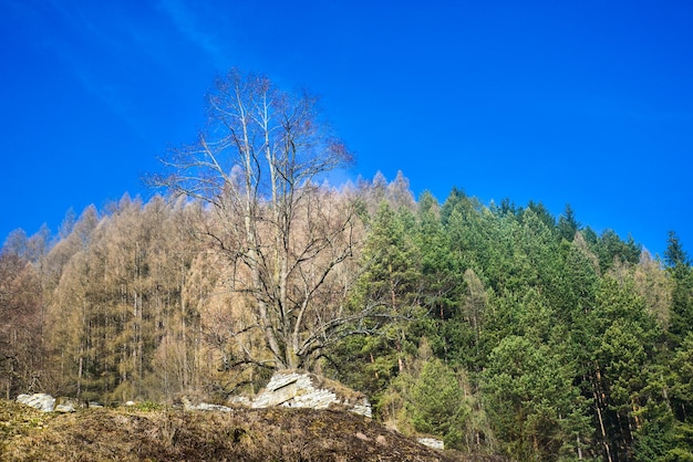 Tło drzew iglastych z zielonym kolorem i błękitnym niebem szlak turystyczny do skały Cerenova