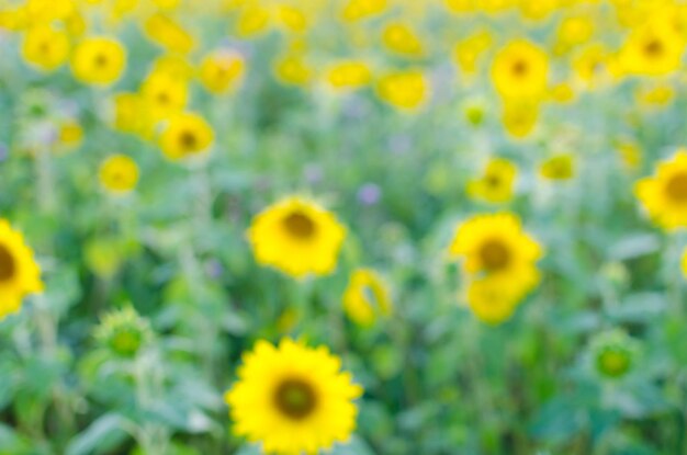 Tło i abstrakcja żółtych kwiatów słonecznikaBokeh i rozmycie zdjęć
