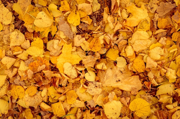 Tło jesień opadłych liści klonu i brzozy. żółte i pomarańczowe liście spadają na ziemię. widok z góry
