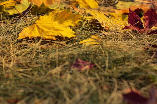Zdjęcie tło jesiennych liści oraz słomy i siana