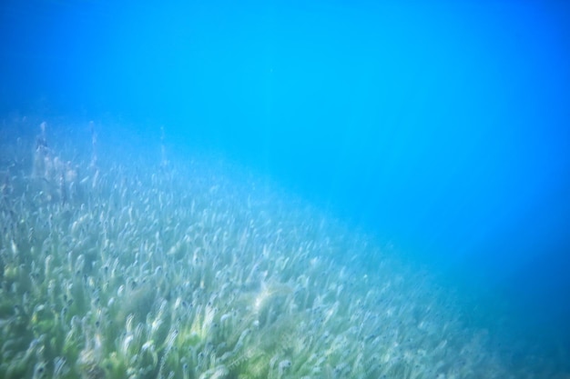 tło jeziora woda podwodna abstrakcja / słodka woda nurkowanie tło natura podwodny ekosystem tło