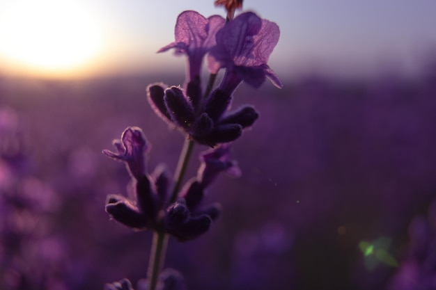 Tło kwiat lawendy z pięknymi fioletowymi kolorami i światłami bokeh Kwitnąca lawenda w polu o zachodzie słońca w Prowansji Francja Zbliżenie Selektywna ostrość
