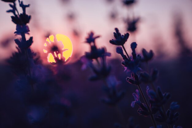 Tło kwiatu lawendy z pięknymi fioletowymi kolorami i światłami bokeh kwitnącymi lawendą w a