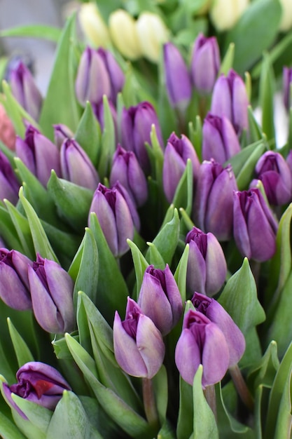 Tło kwiaty tulipany świeże kwitnące wiosenne kwiaty w sklepie na sprzedaż