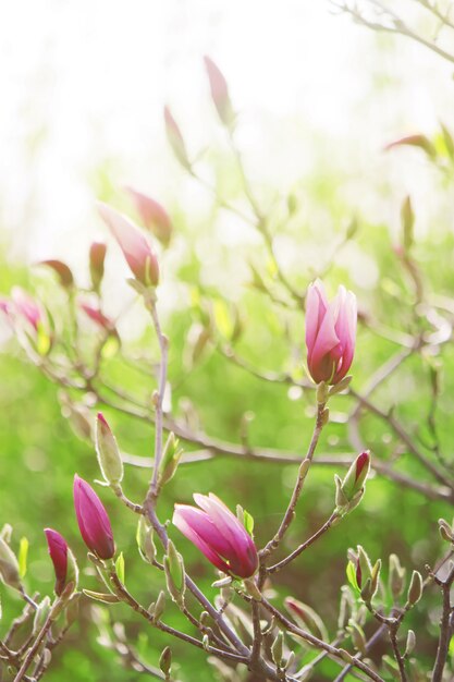 Tło Kwitnące Magnolias. Kwiaty. Selektywna Ostrość.