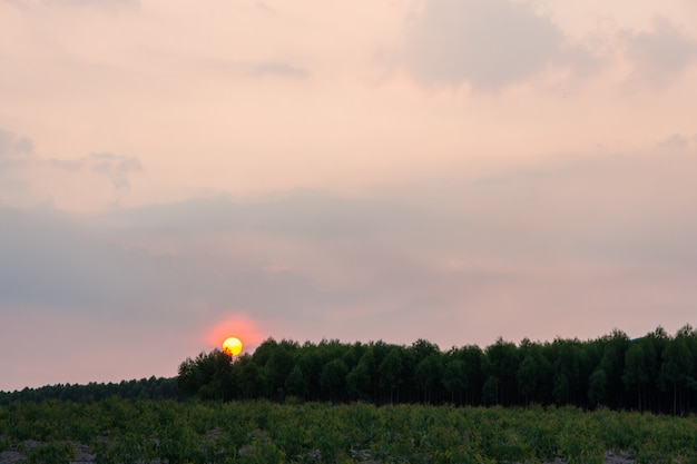 Tło Lasowi Drzewa I Niebo, Chmury