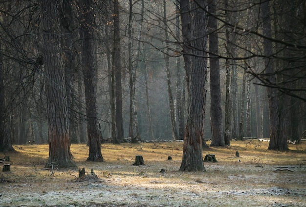 Tło lasu wczesną zimą