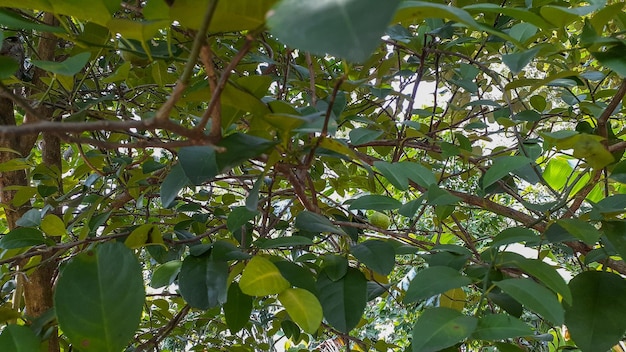 Zdjęcie tło liścia limonki, które wygląda bujnie