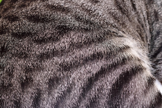 Zdjęcie tło lub tekstura pasiastego szarego futra zwierzęcia