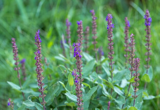 Tło lub tekstura Salvia nemorosa 'Caradonna' balkan Clary w wiejskim ogrodzie w romantycznym stylu rustykalnym