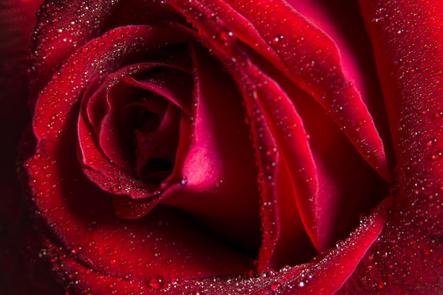 Tło makro Czerwone płatki róż